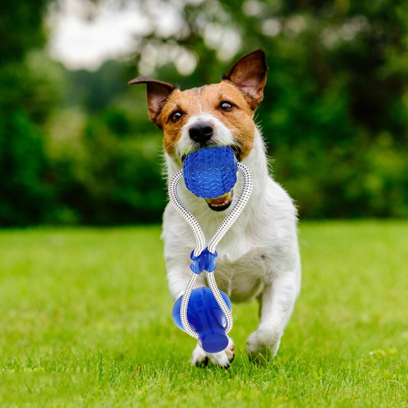 PET TOY